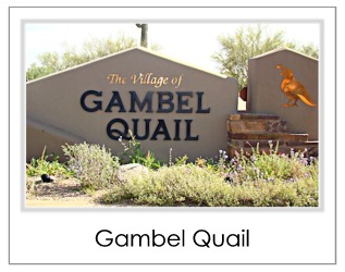 Gambel Quail Homes For Sale in Desert Mountain Scottsdale AZ